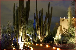 Saguaro Cactus among the pathways at the Desert Botanical Gardens Saguaro Cactus among the pathways at the Desert Botanical Gardens