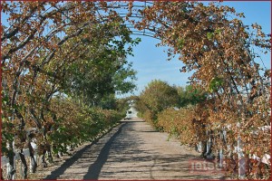 Arch way to community gardens at Agritopia Arch way to community gardens at Agritopia
