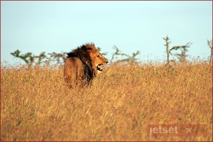 King of the pride heading our for his evening hunt King of the pride heading our for his evening hunt