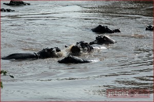Hippos in the river on our way to Richard's Camp Hippos in the river on our way to Richard's Camp