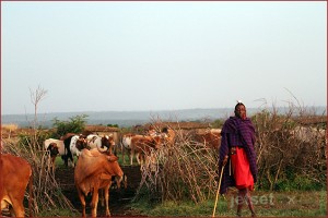 Masai Man with his cattle in the Mara Masai Man with his cattle in the Mara