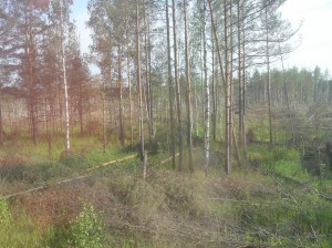 Trees, trees, and more trees