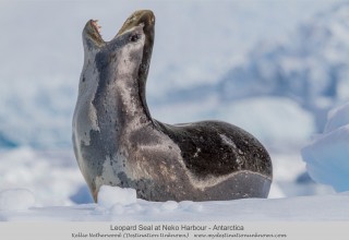 Kellie Netherwood - Antarctica