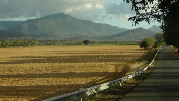 Cut sugar cane crop plantation