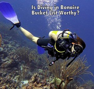 Is diving in Bonaire bucket list worthy?