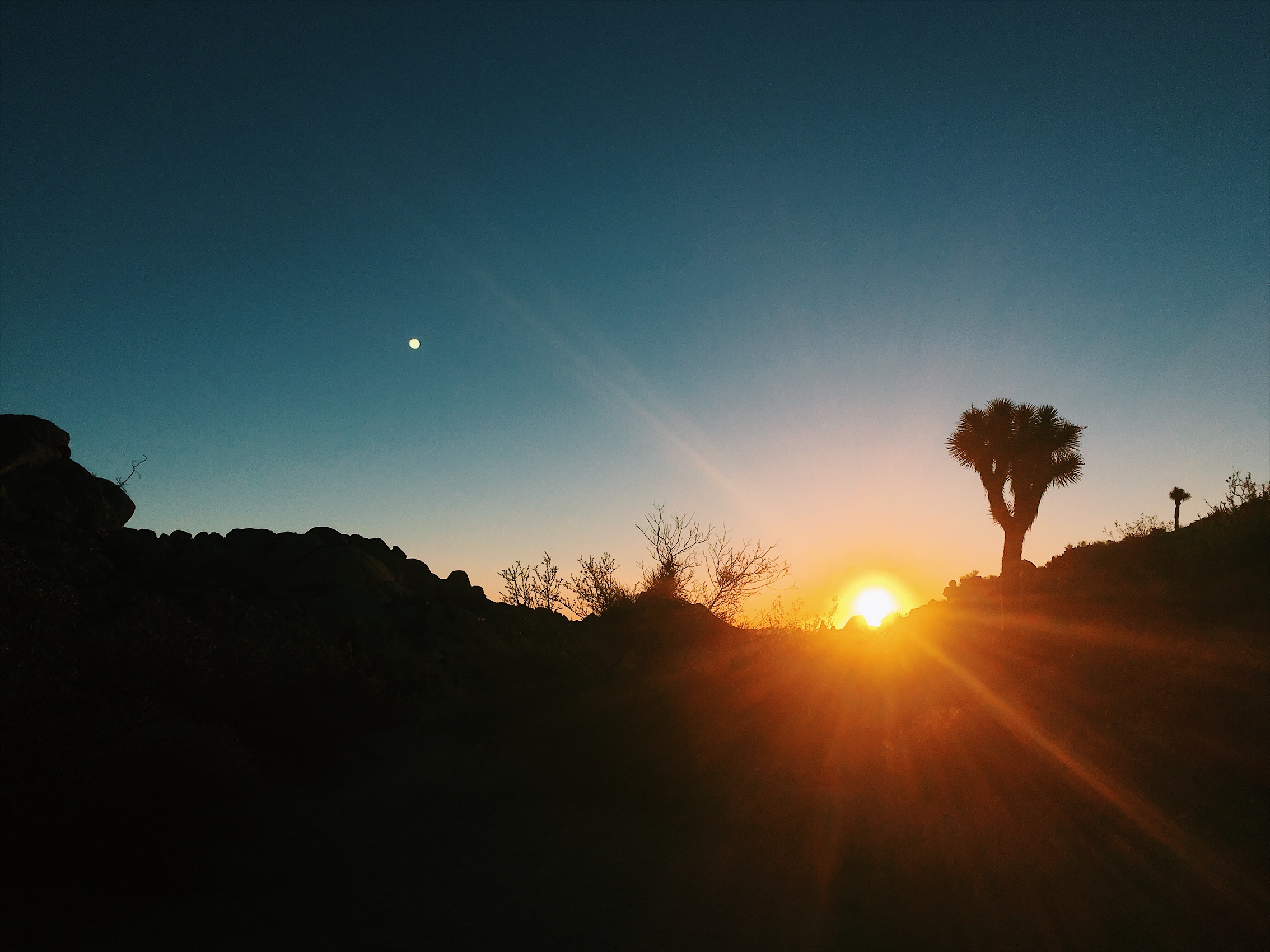 Joshua Tree National Park at Sunrise