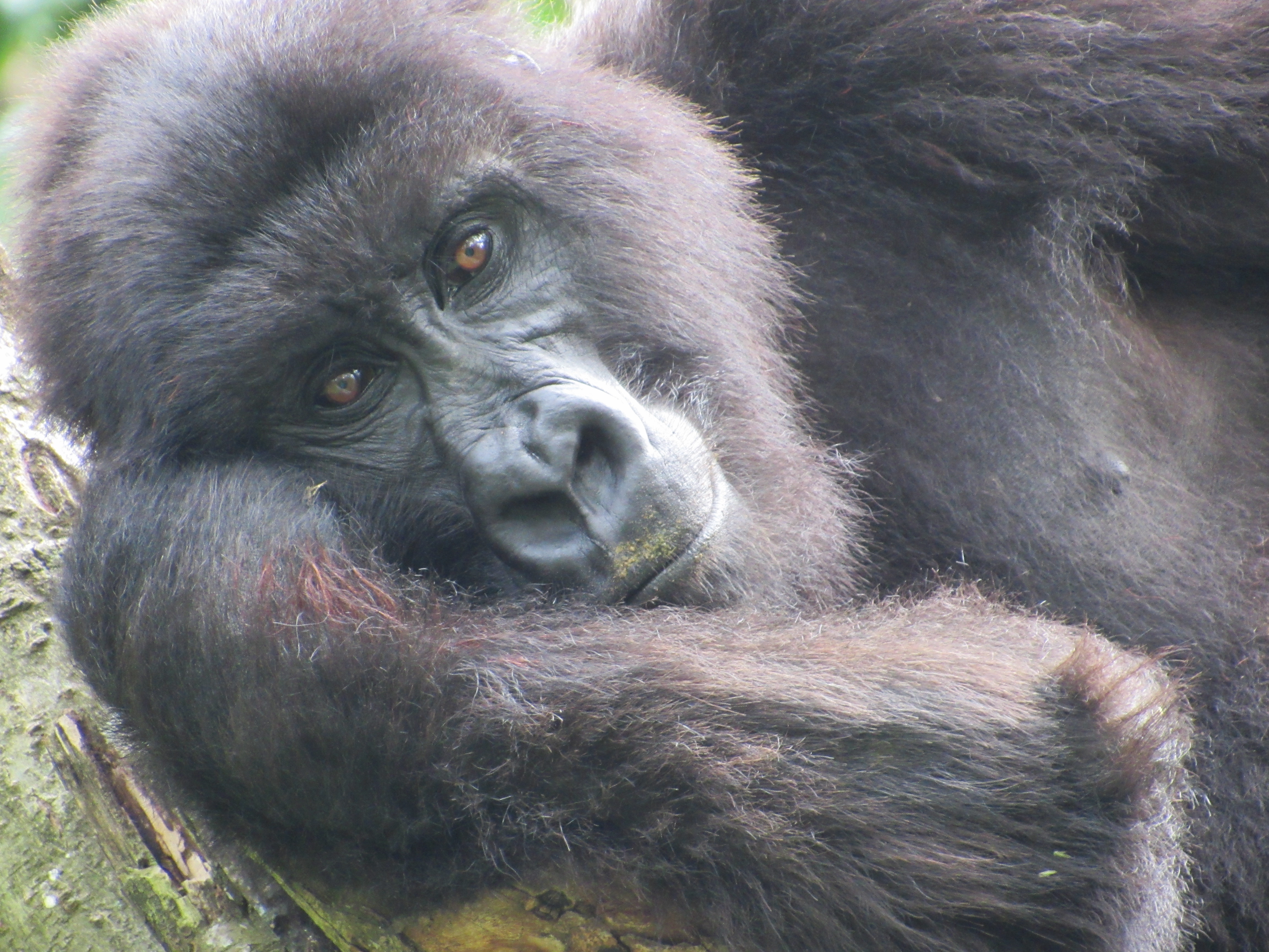 Gorillas of Virunga
