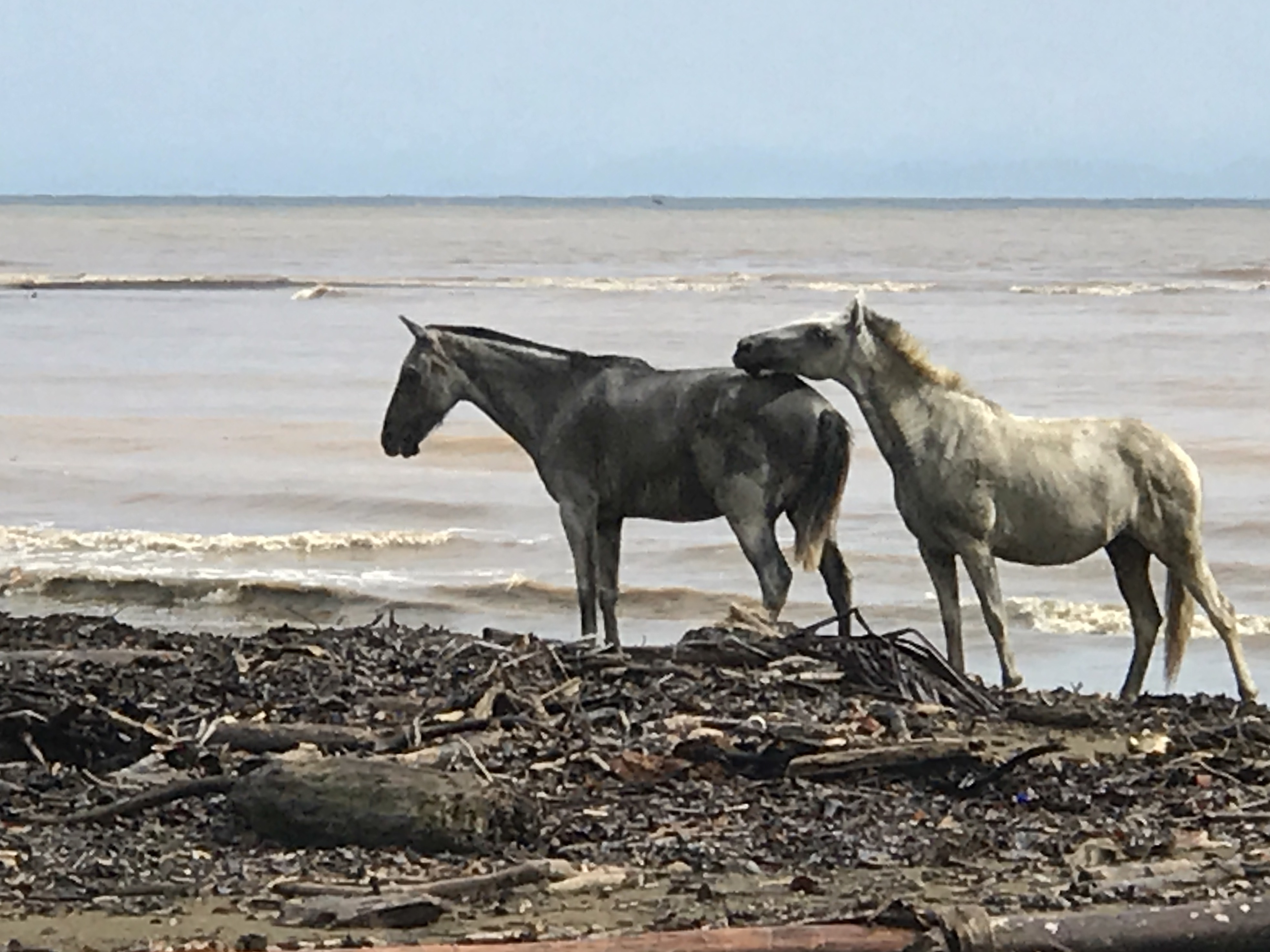 Wild horses on a deserted beach near Corcovado national park, Costa Rica