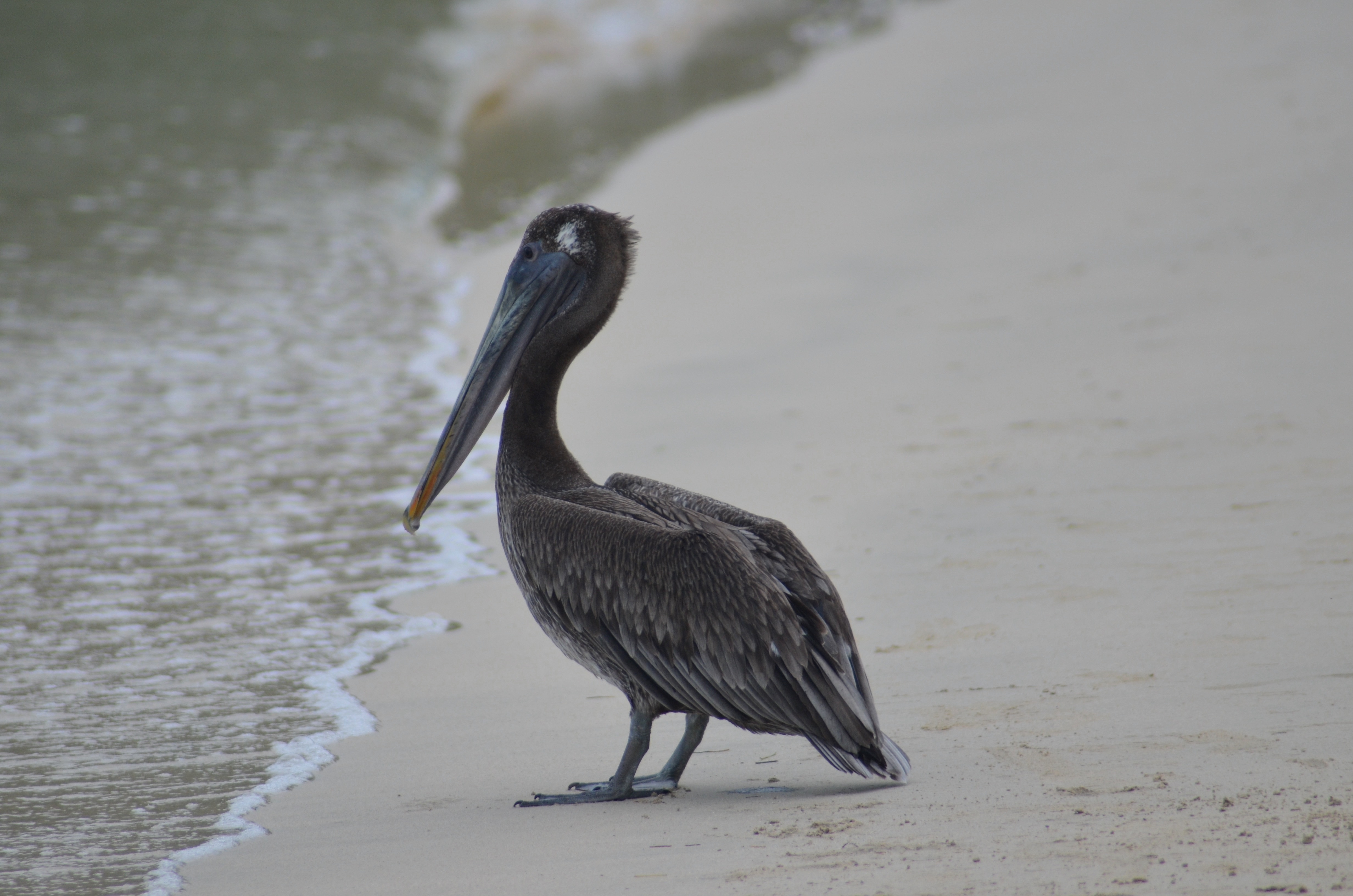 St. John’s Pelican