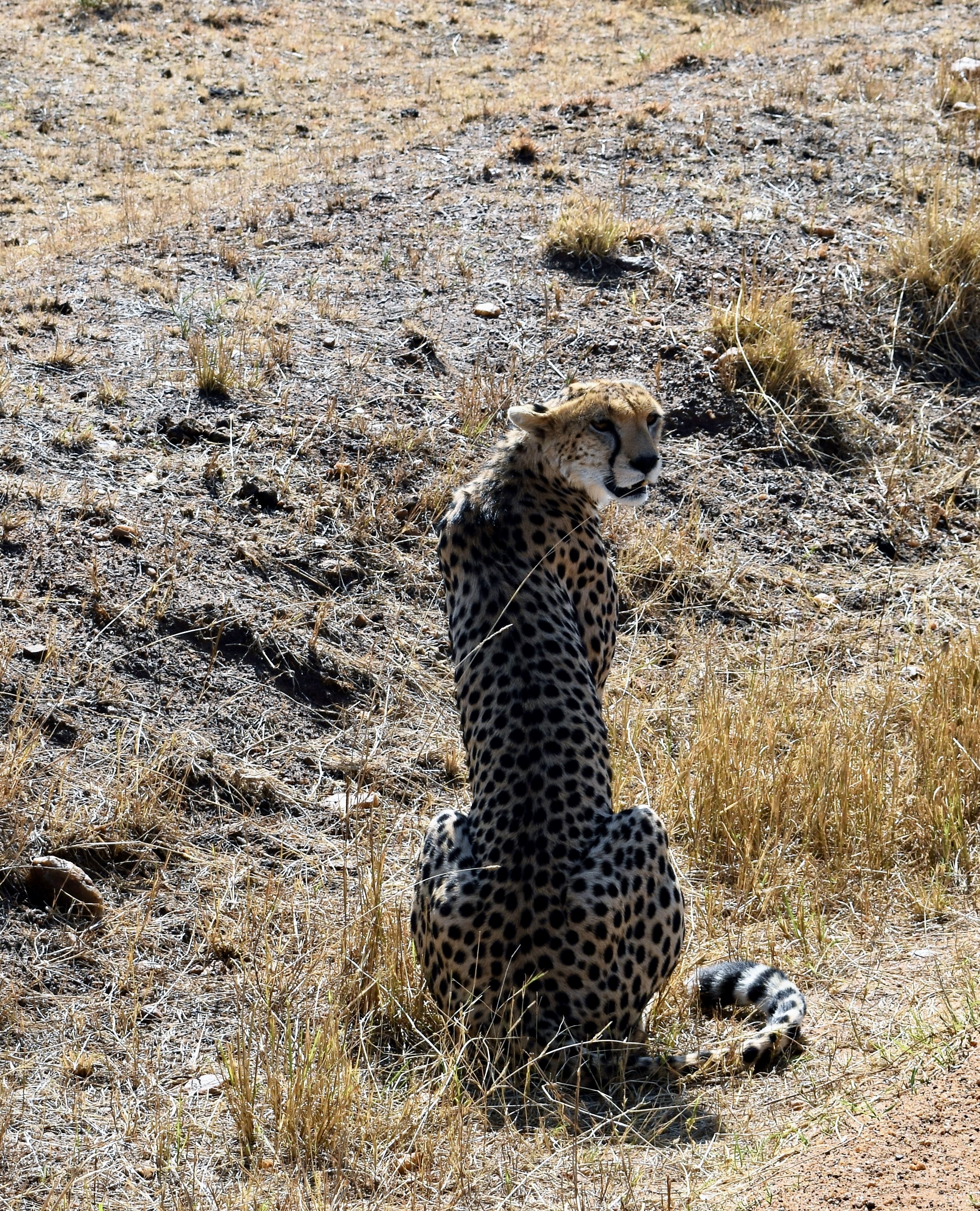 Roadside Cheetah in Masai Mara, Kenya