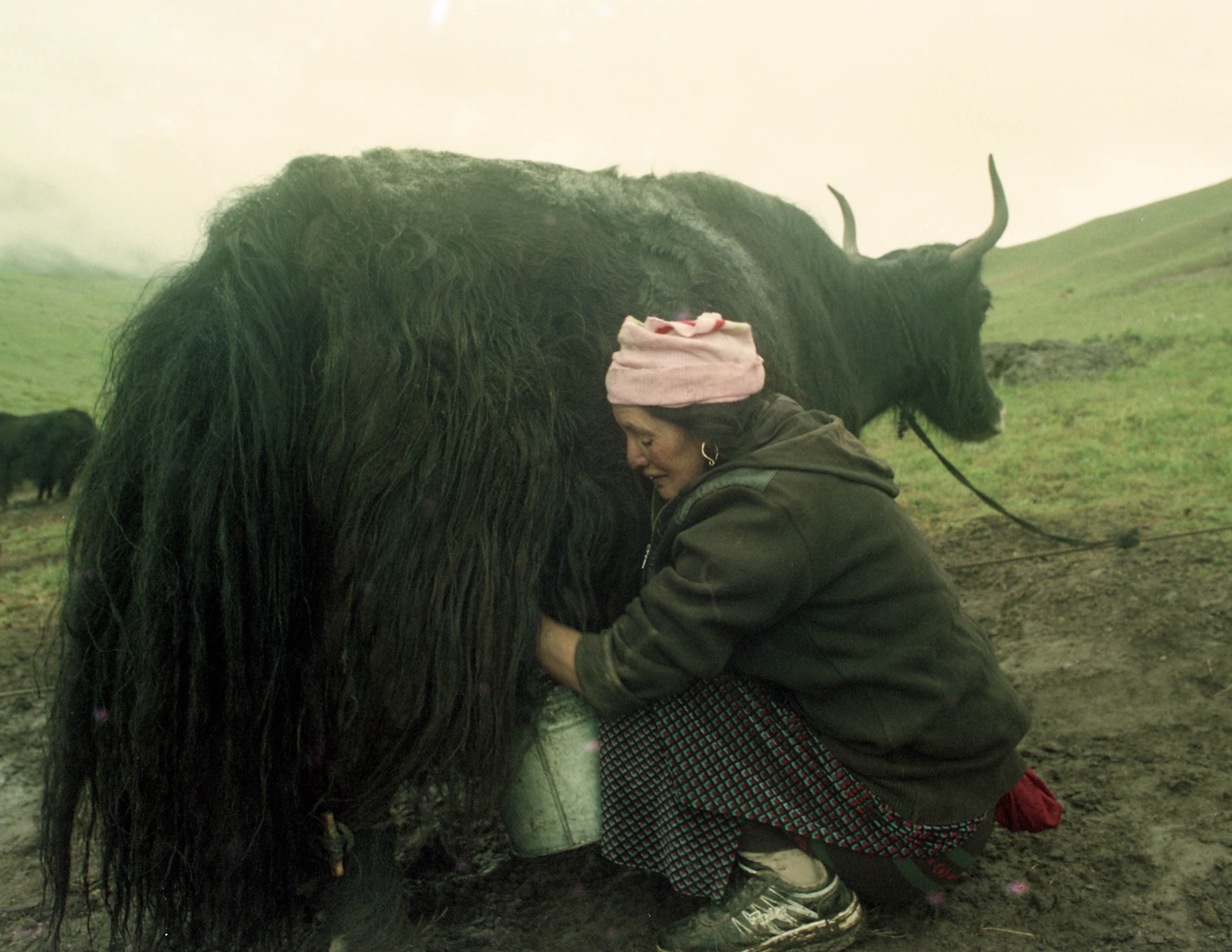 Dris not Yaks in Tibet