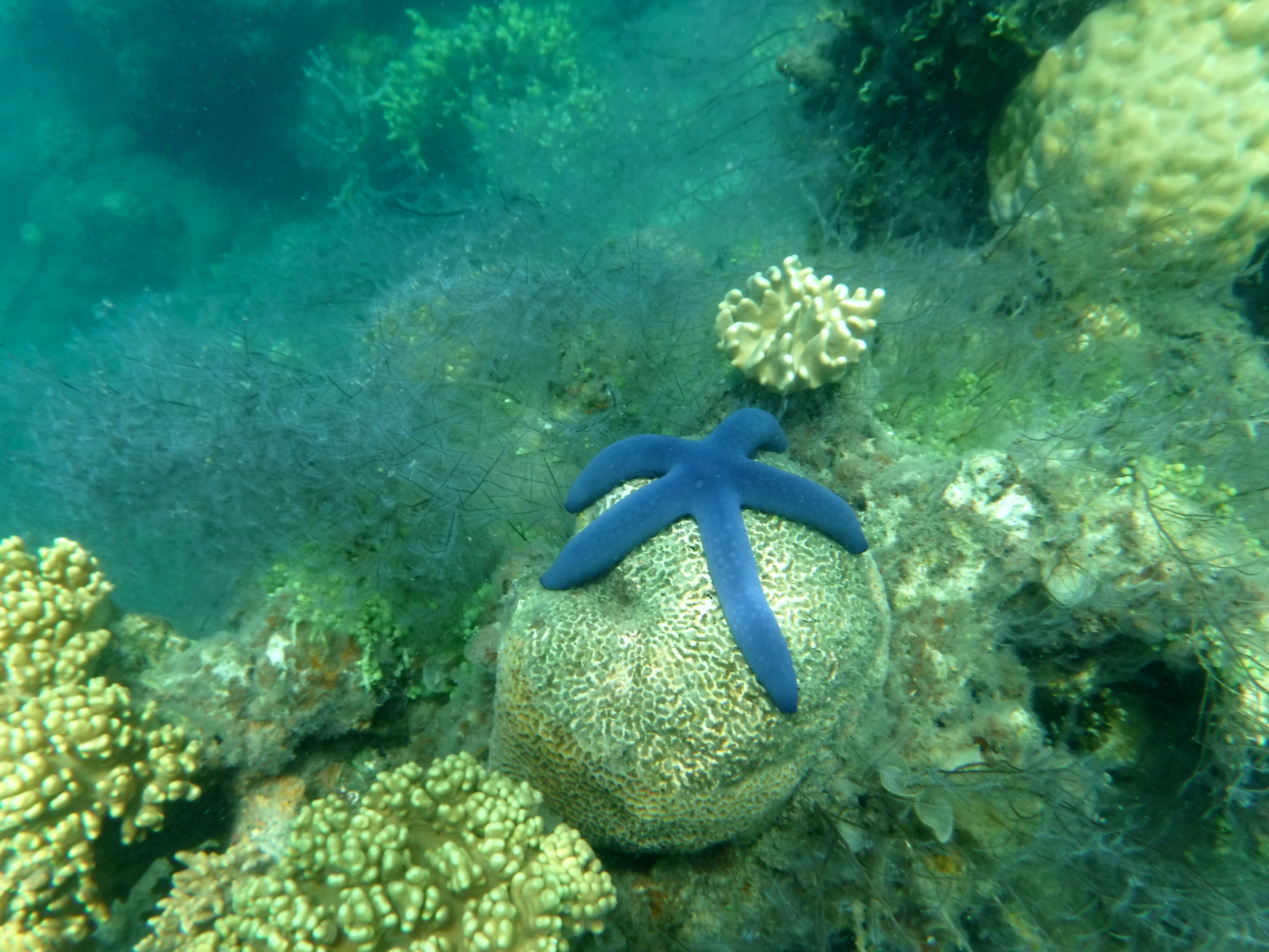Blue Starfish in Fiji