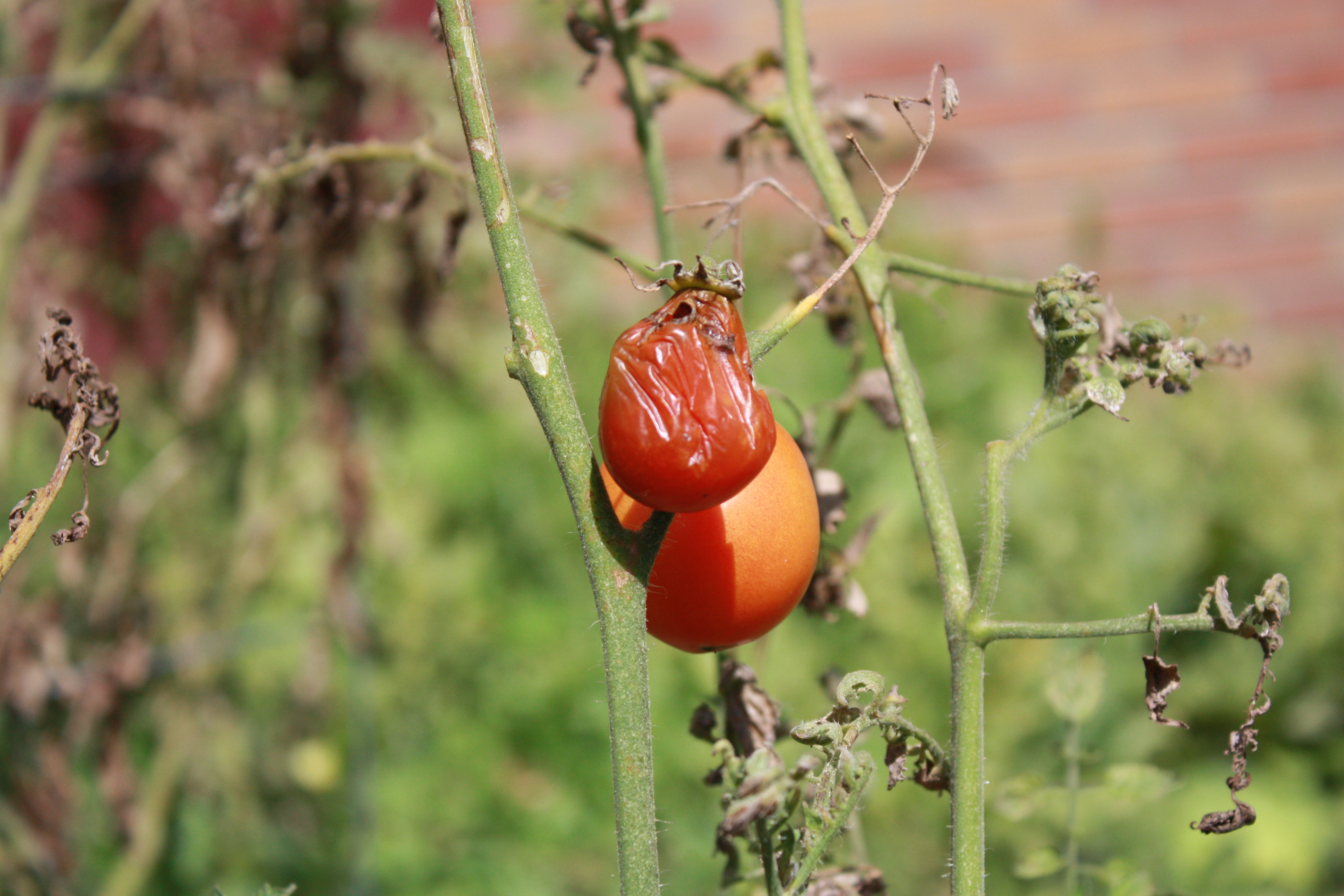 Tomato Tomato, it sounds the same in the USA