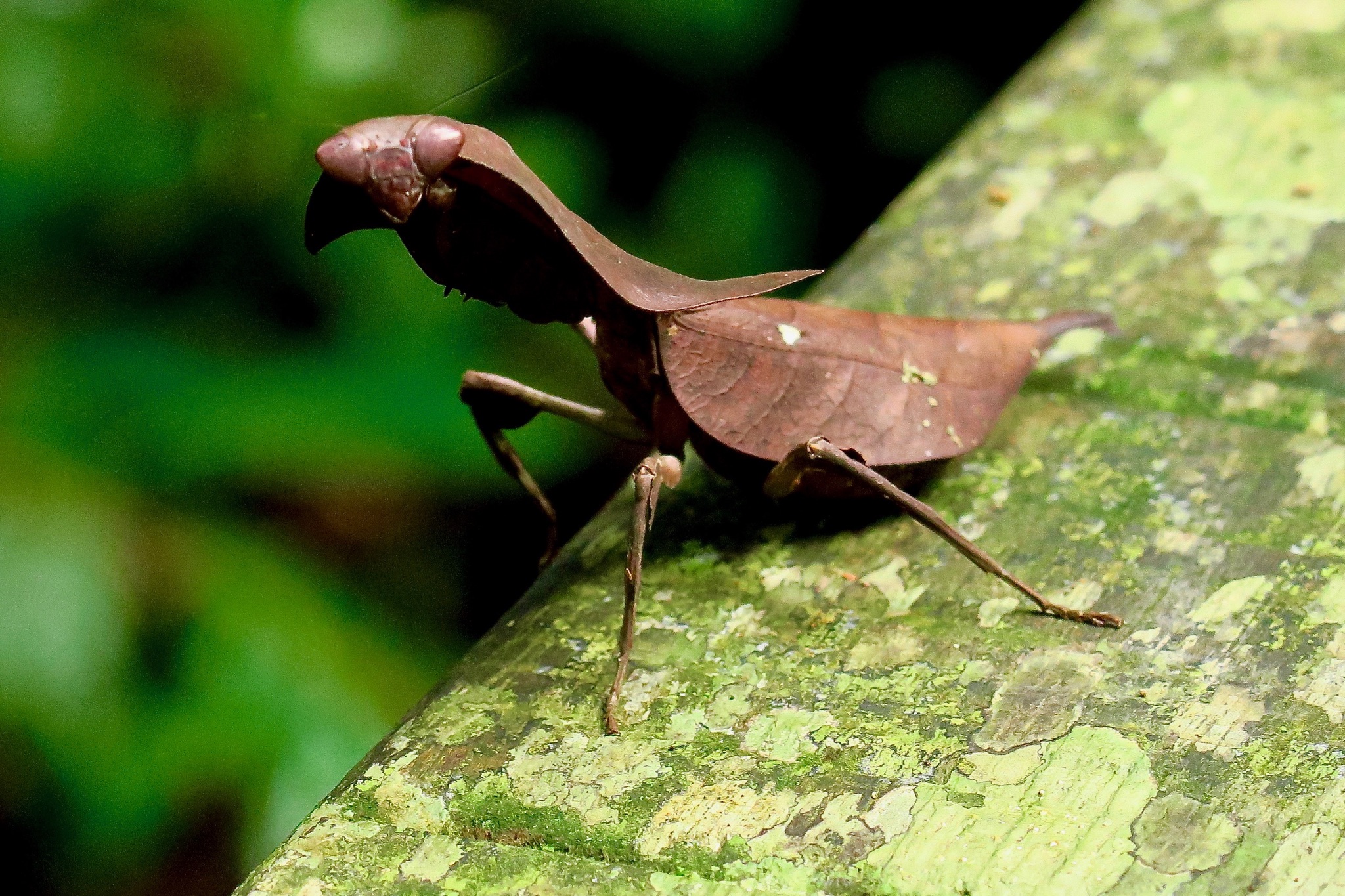 LEAF ME ALONE in BORNEO