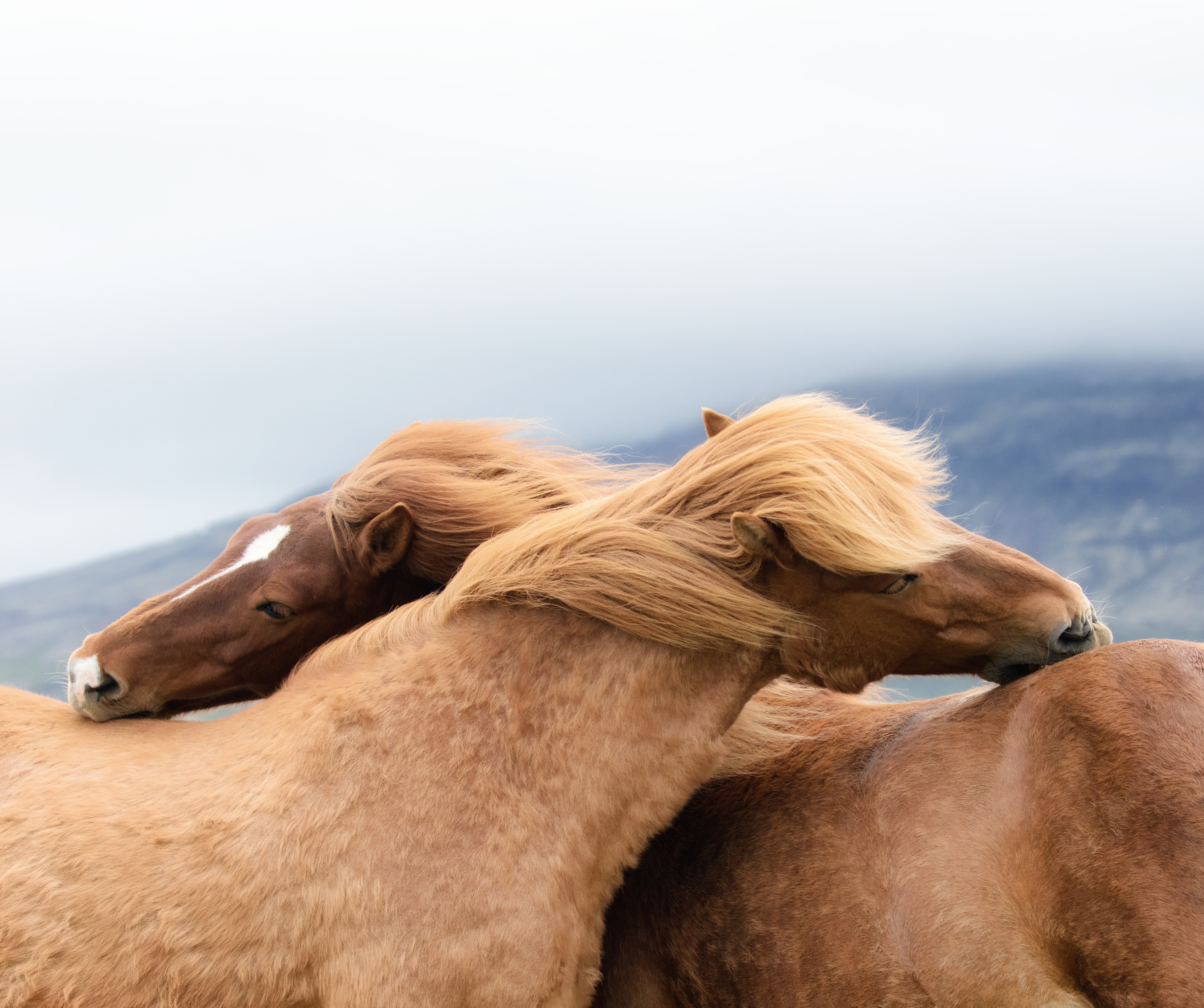 Groom in Iceland