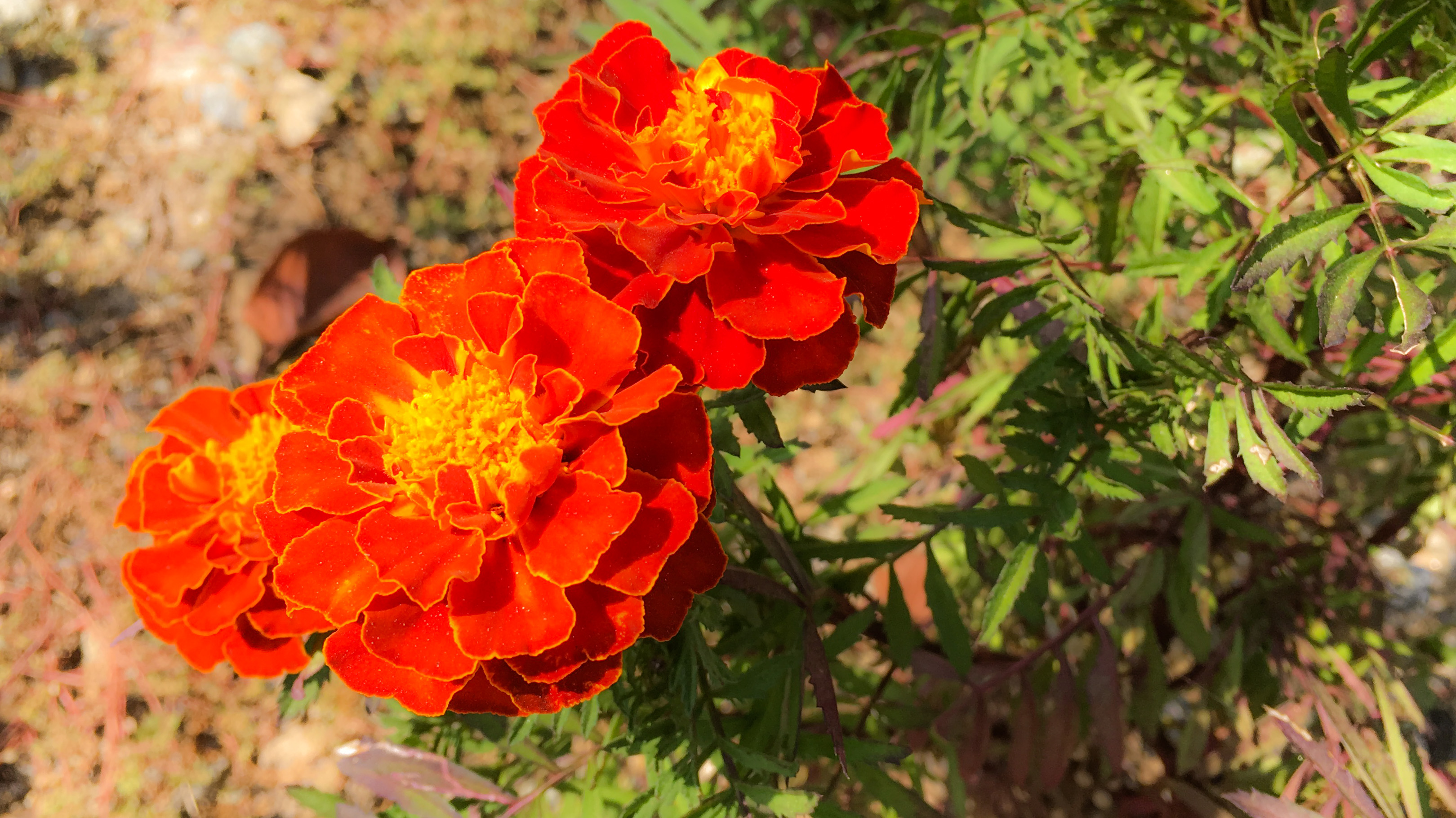Flower in South Korea