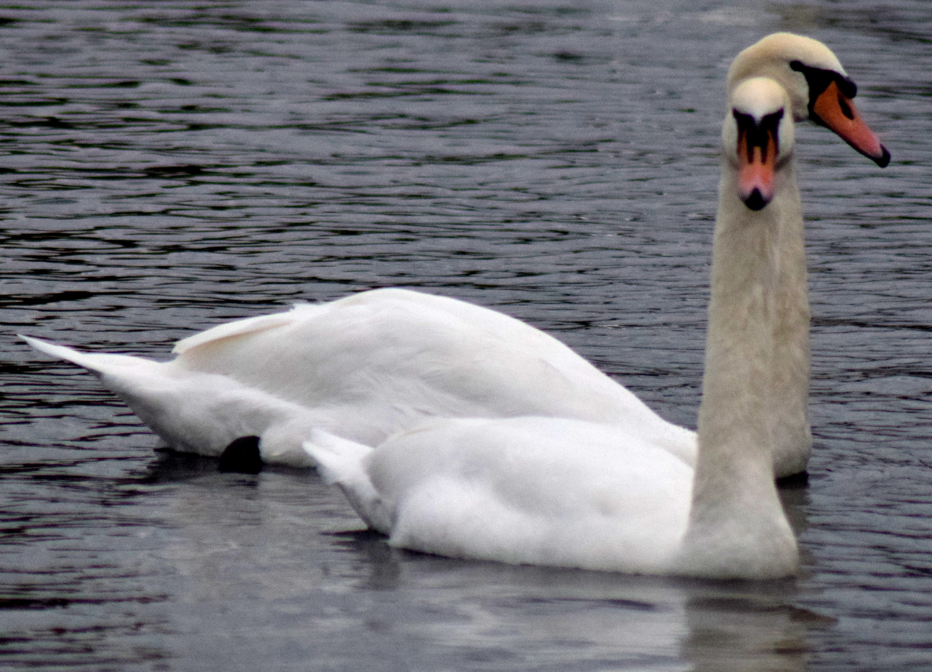 White Swan in the UK