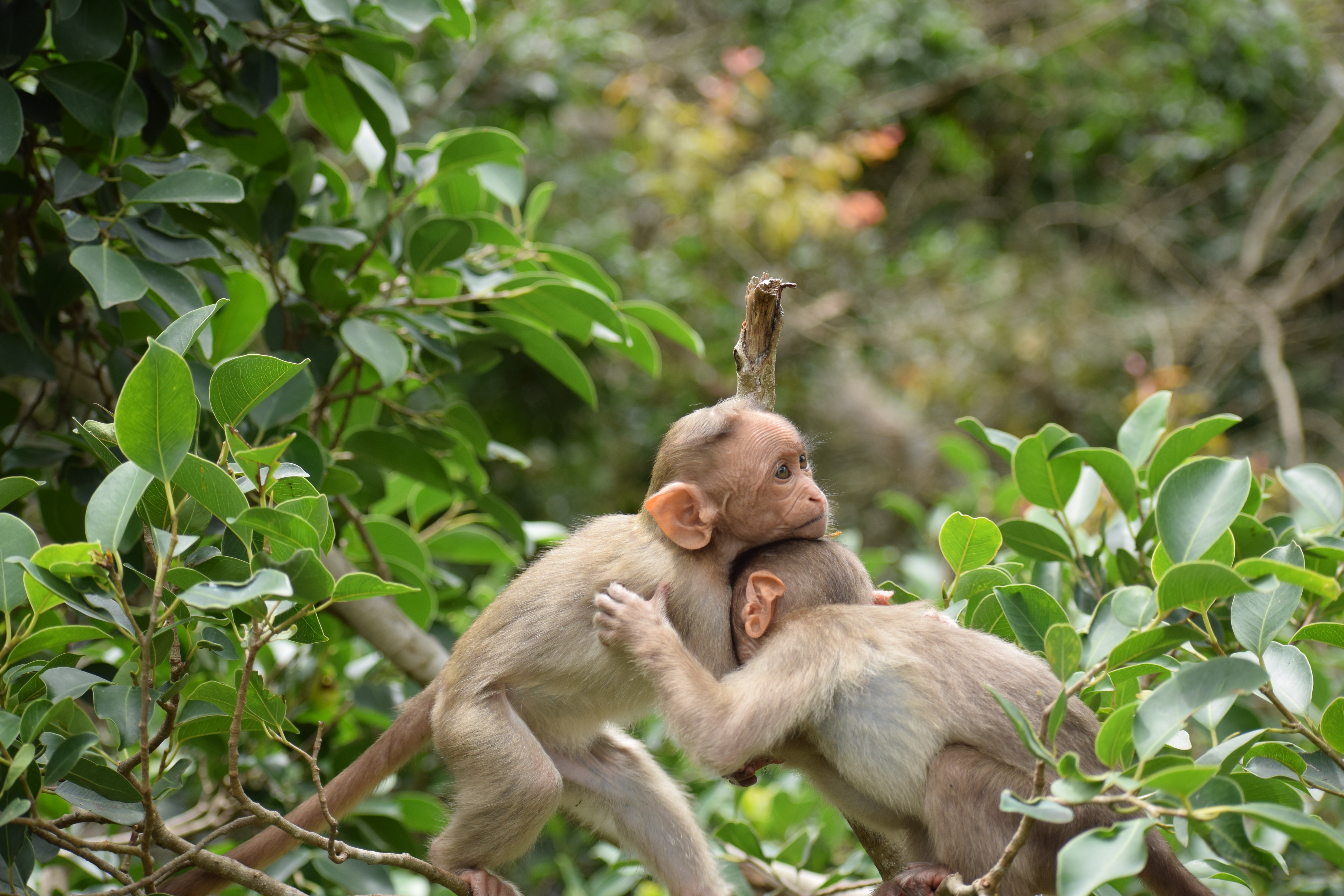 love between the animals in India