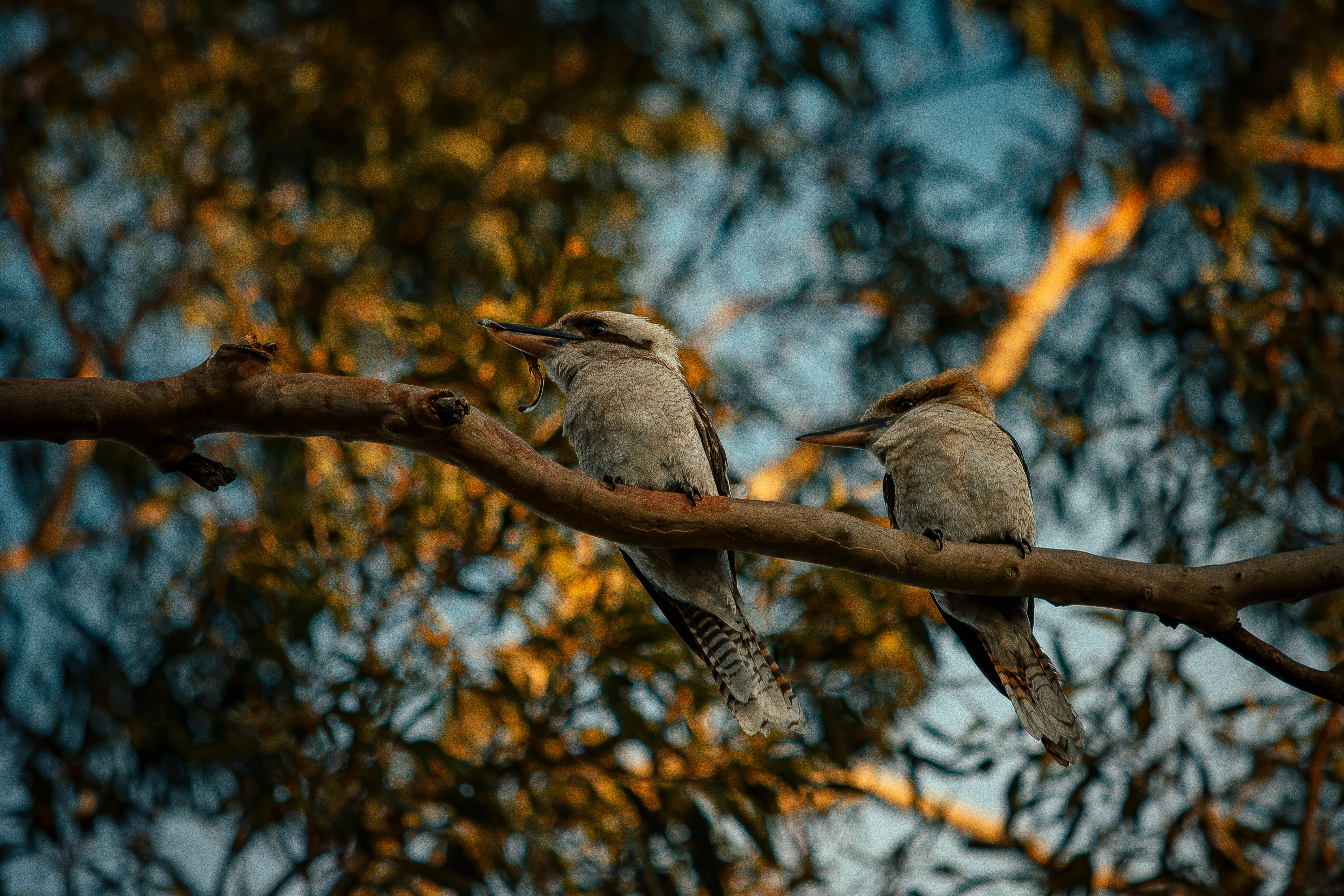 Two kookaburras sharing a meal in Australia