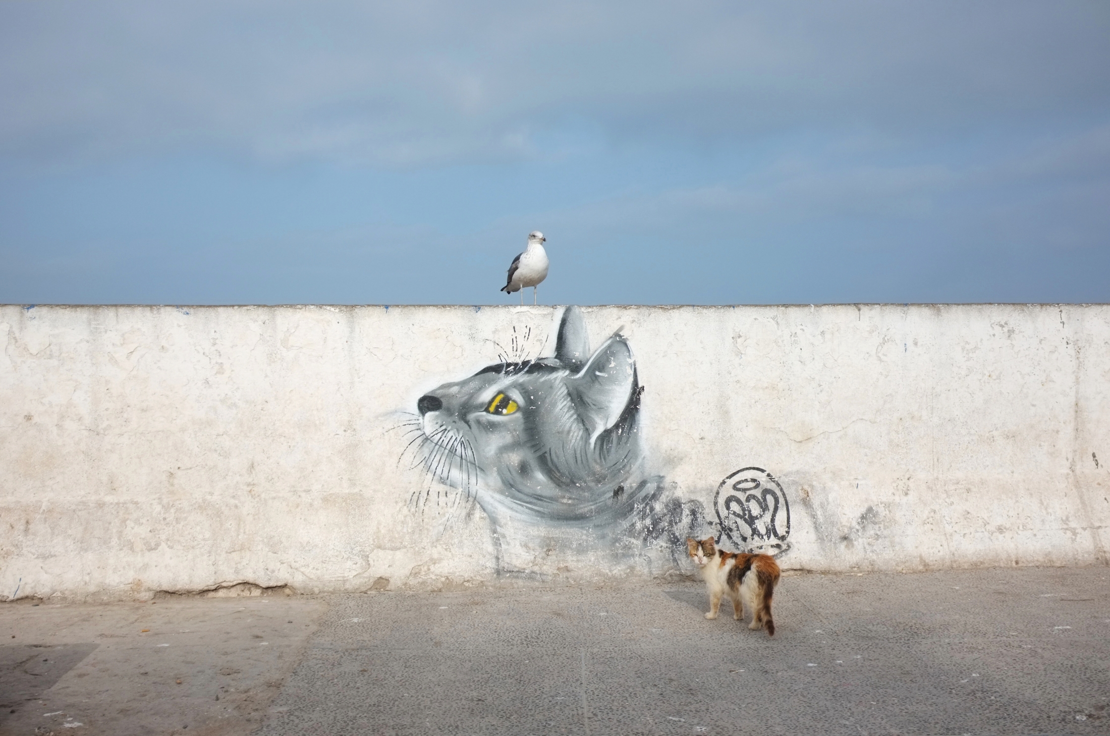 Essaouria, City of Cats, Morocco
