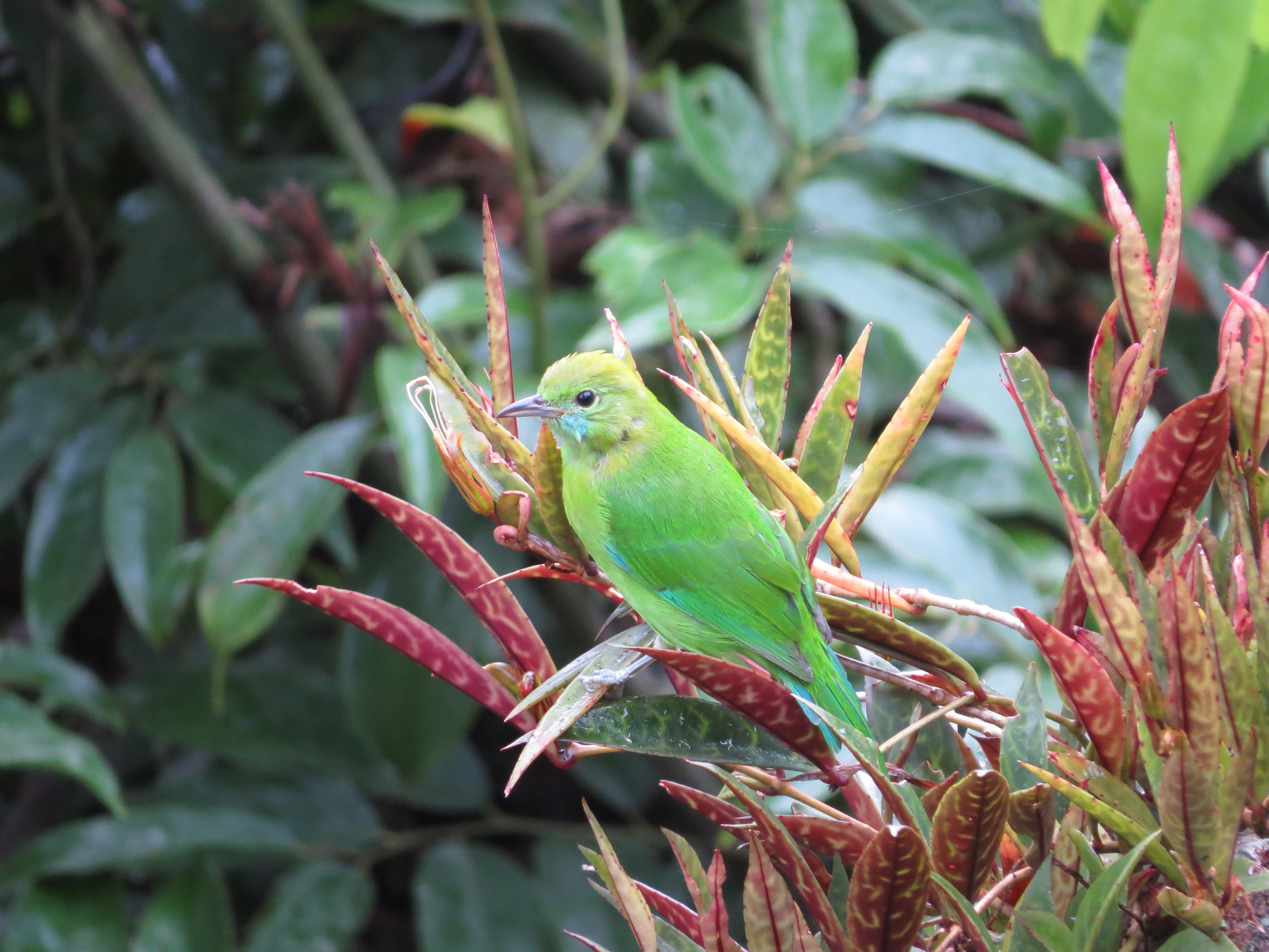 Young Green in Laos