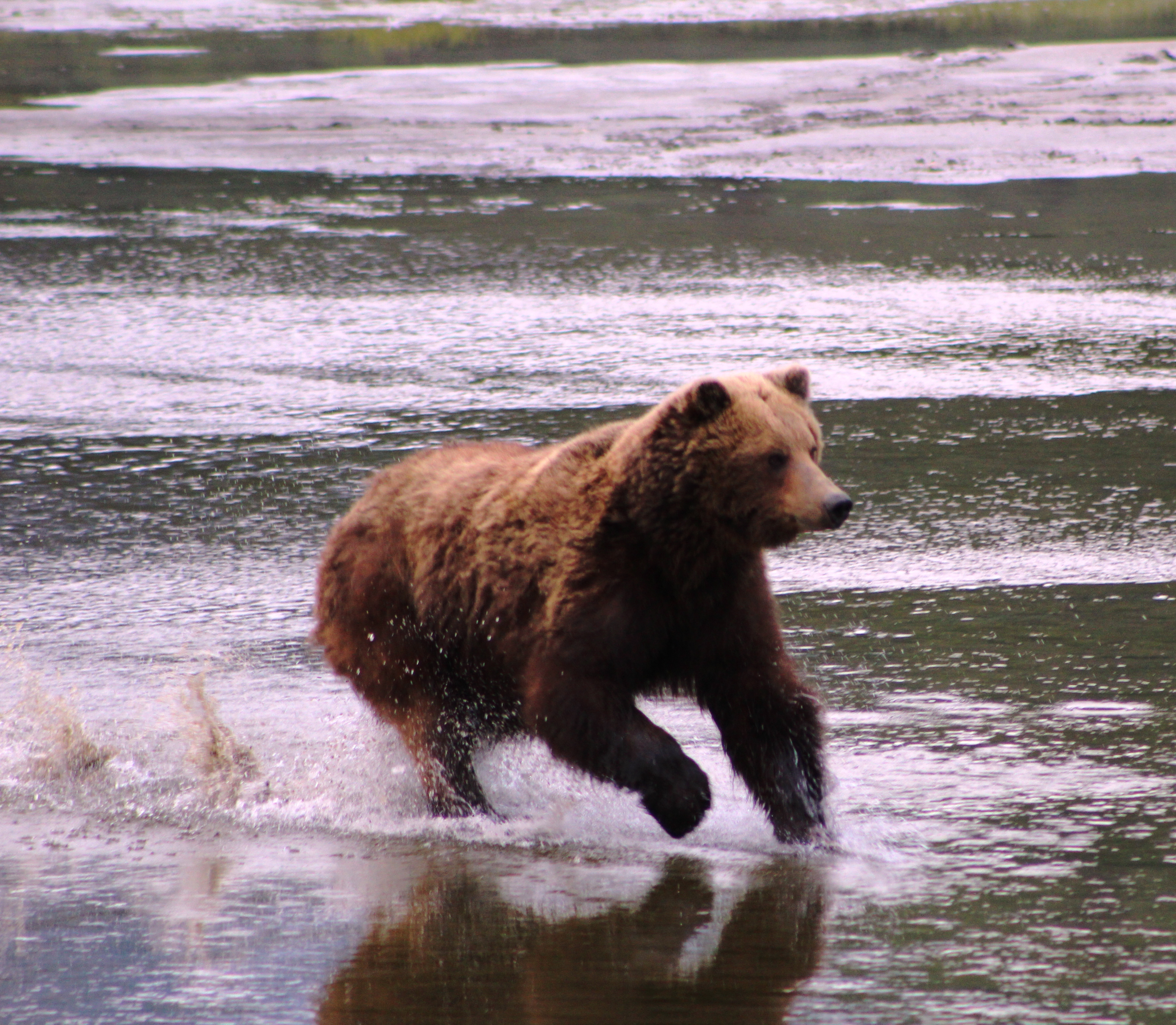 Bear Camp Adventure in USA