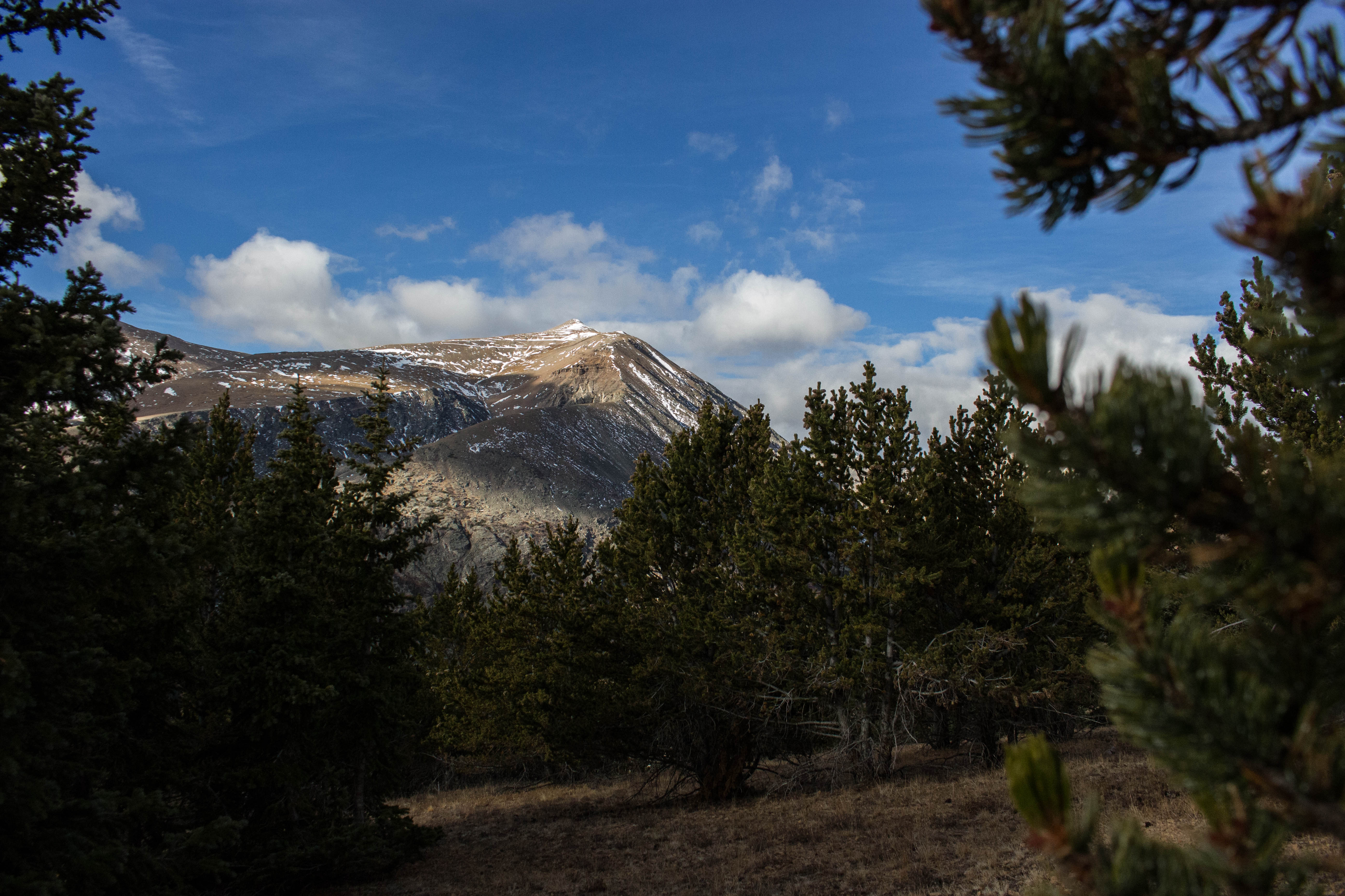 Through the Trees in the USA