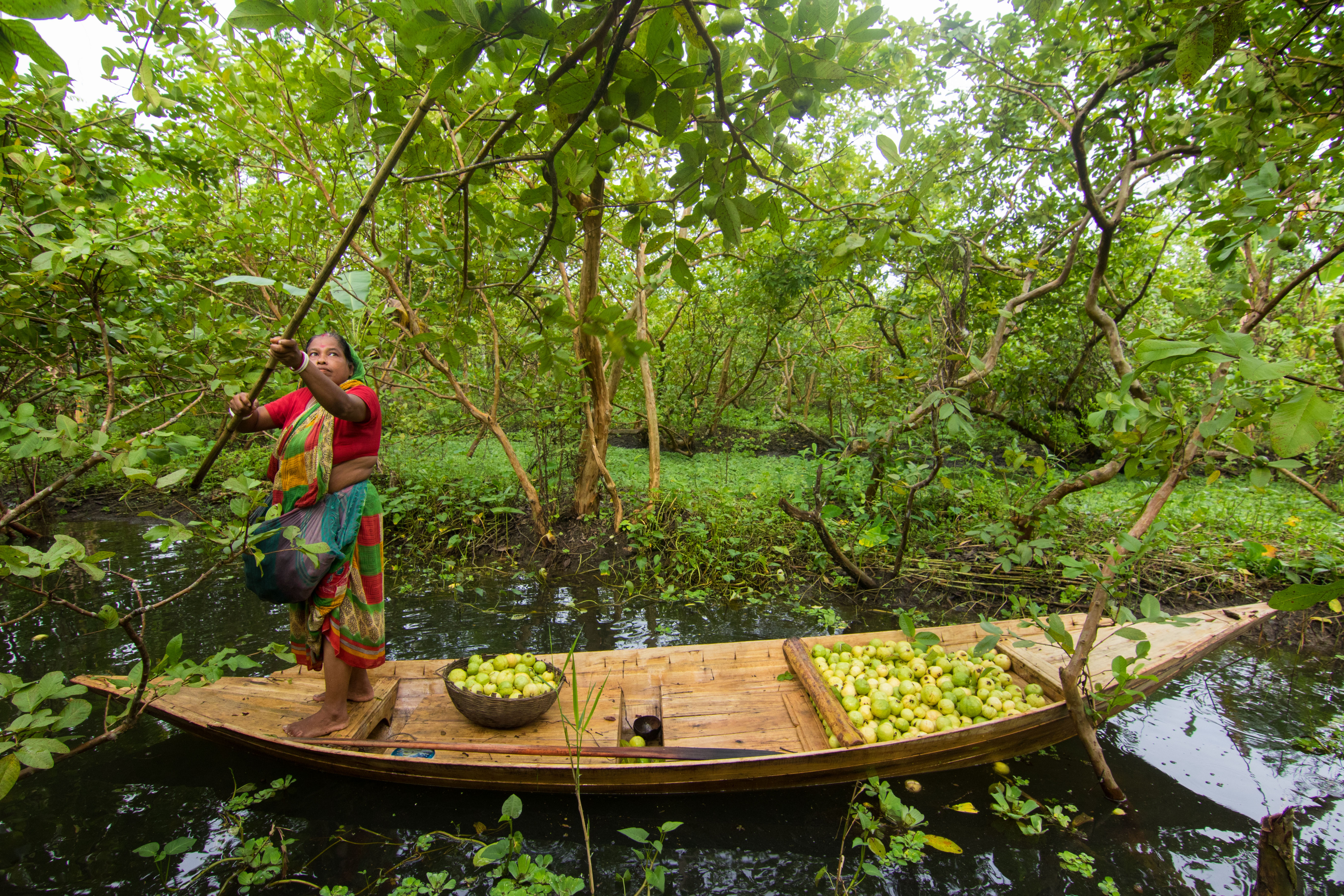 Women Collecting Guava in Bangladesh
