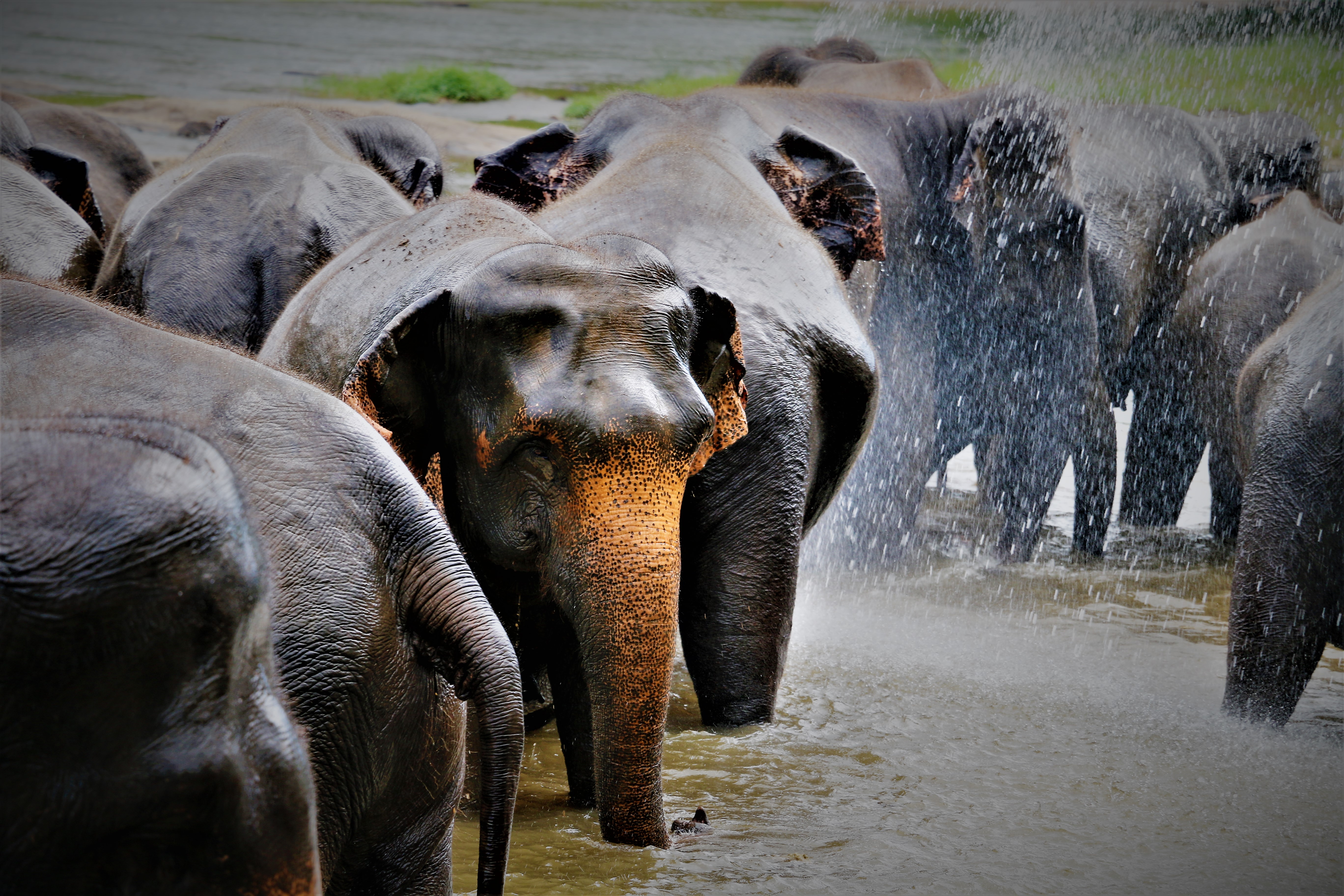 The Herd in Sri Lanka