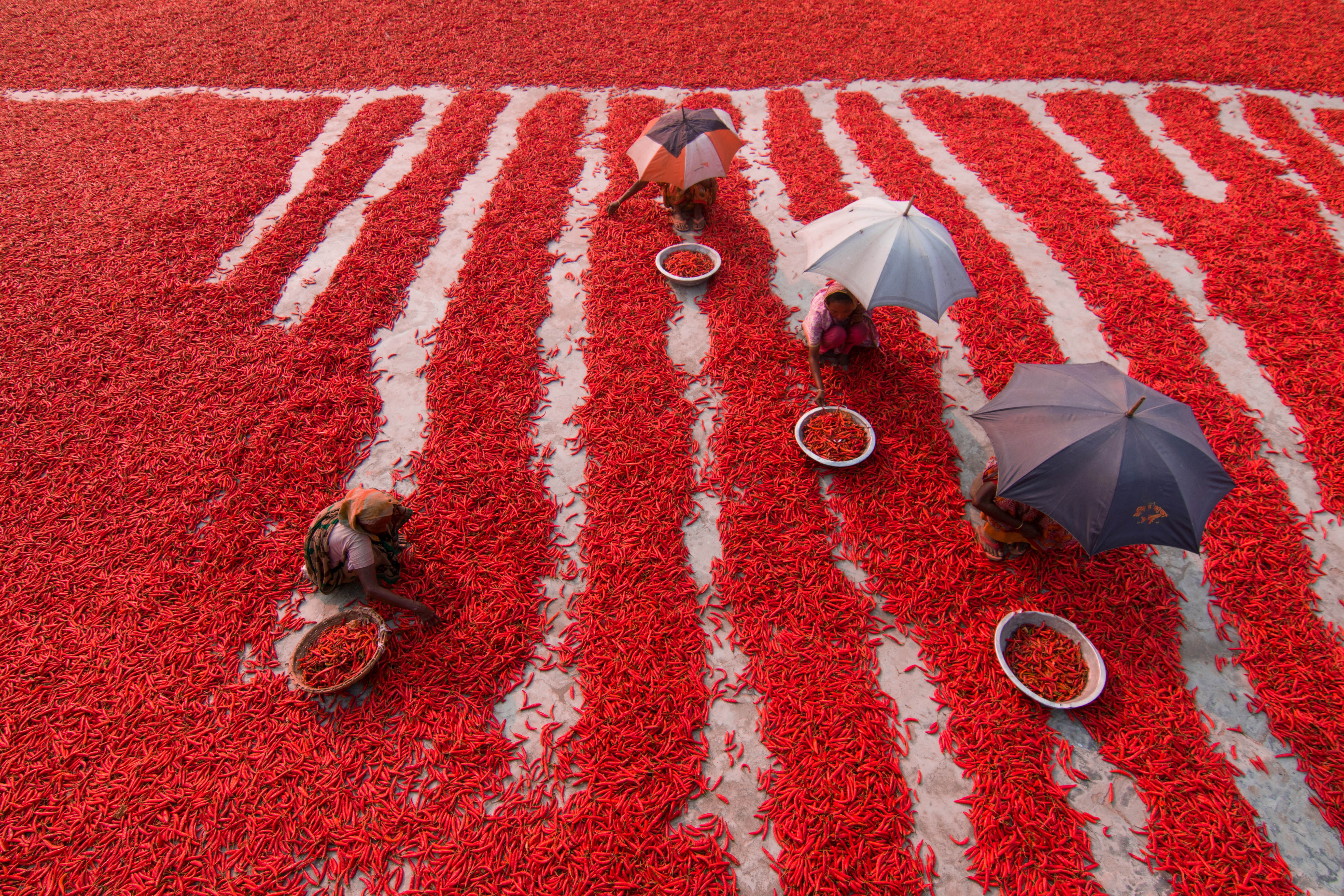 Red Chilies Pickers in Bangladesh
