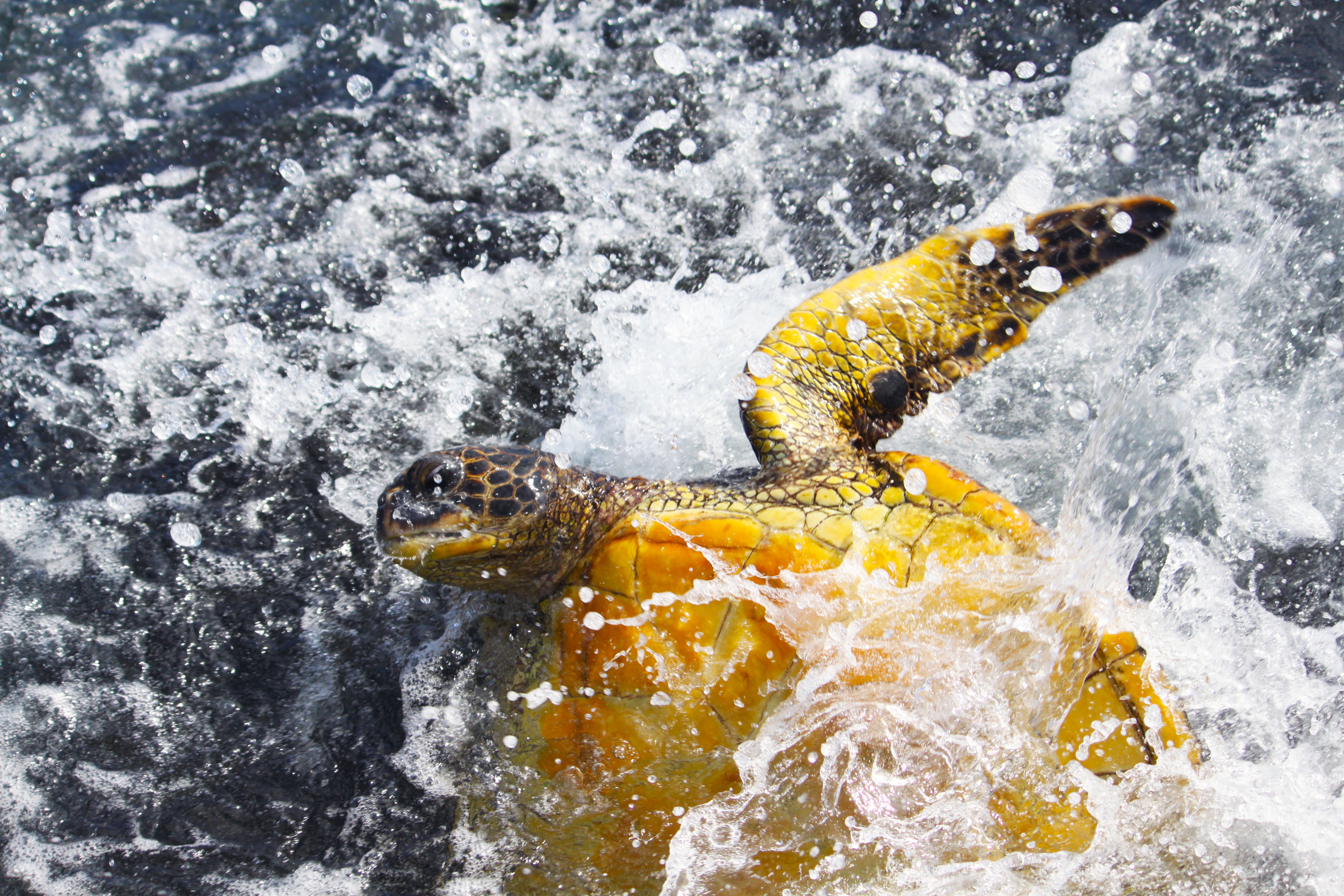 A Turtle’s Terror in Hawaii