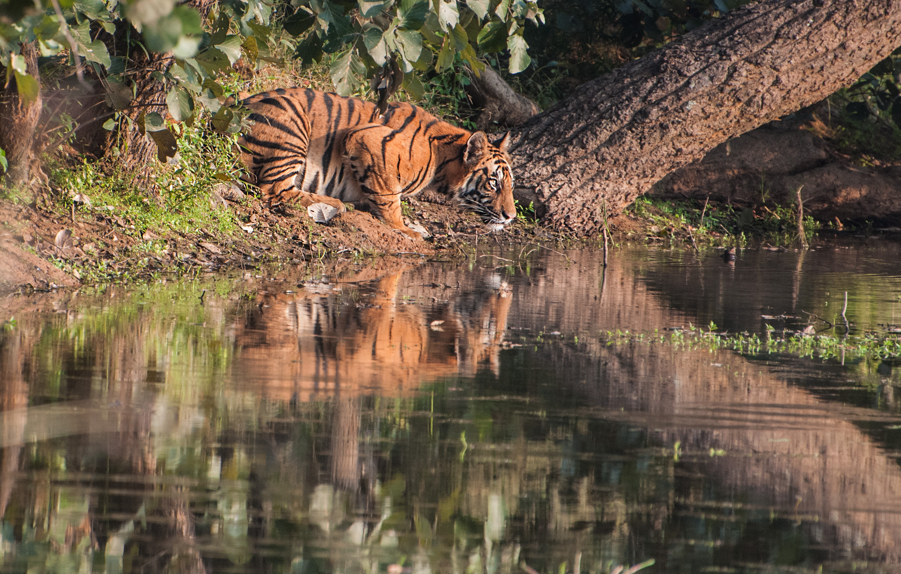 I’m Watching You: Tiger in India