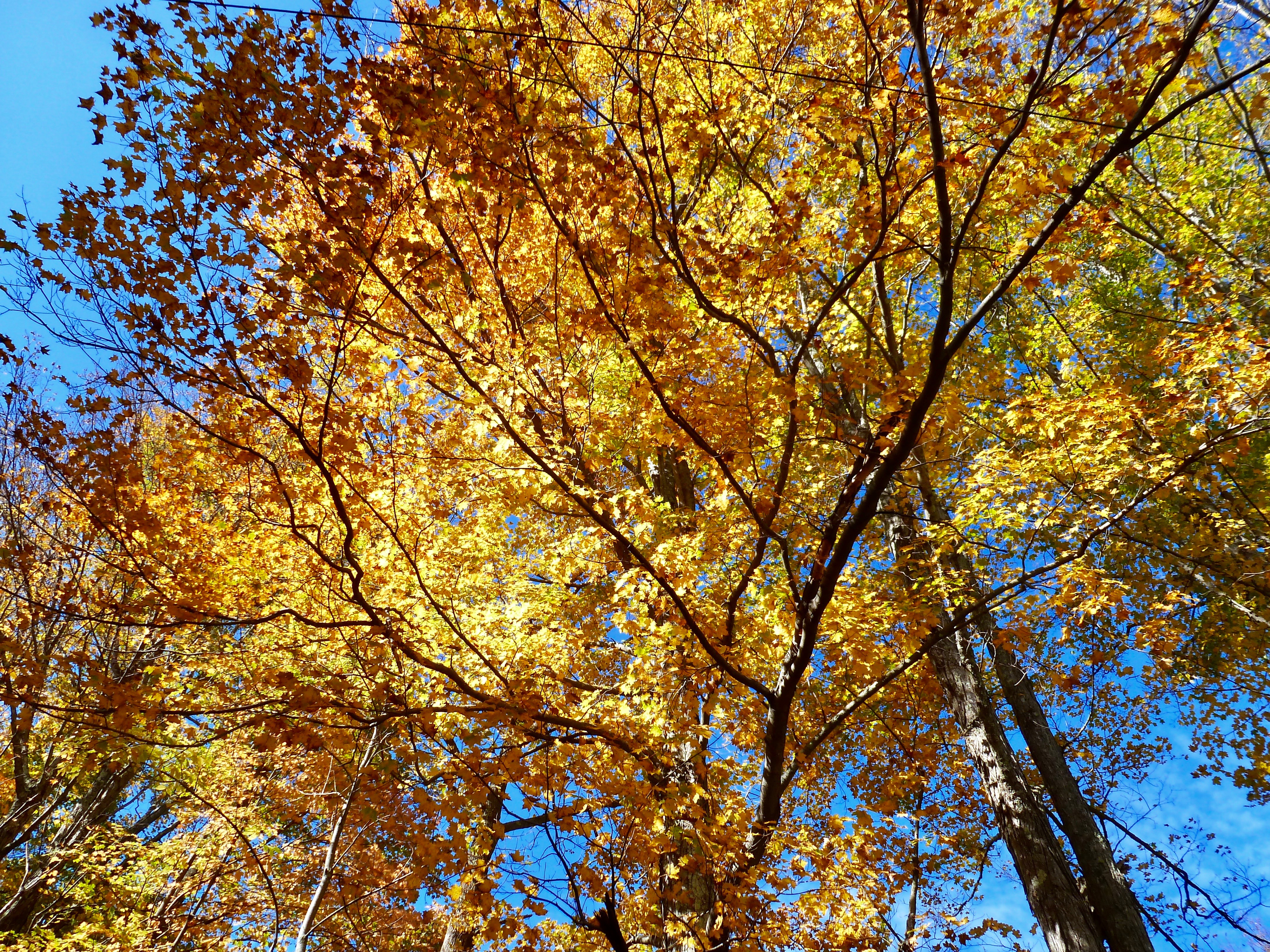 Fall Foliage in Upstate NY