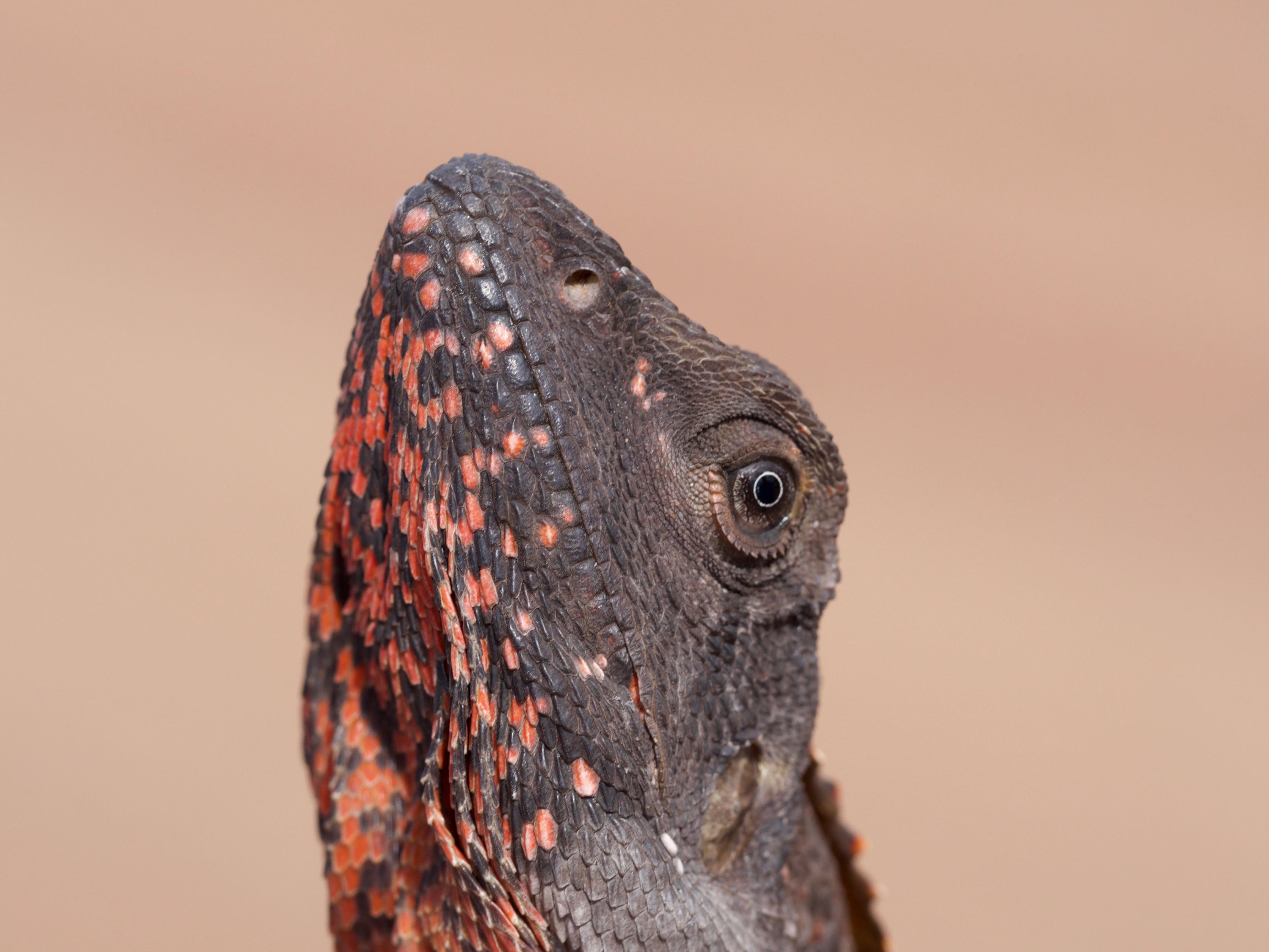 Frilled Neck Lizard in Australia