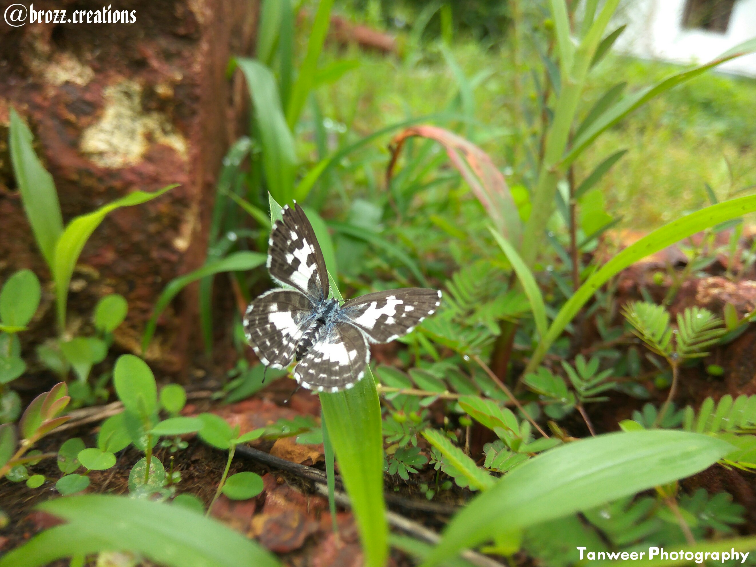 Just like the butterfly, I too will awaken in my own time in India