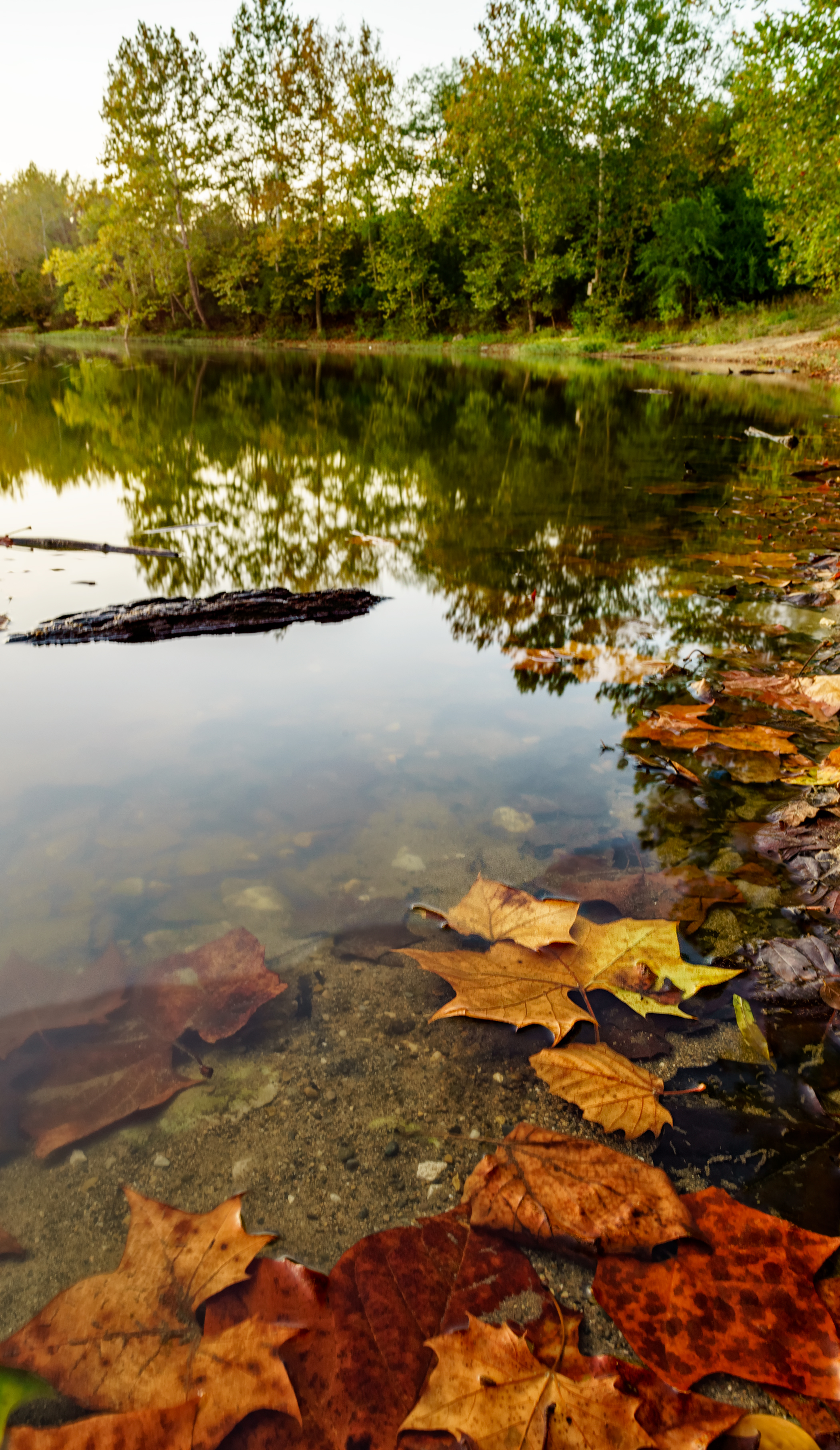 Sunken Leaves in Indiana