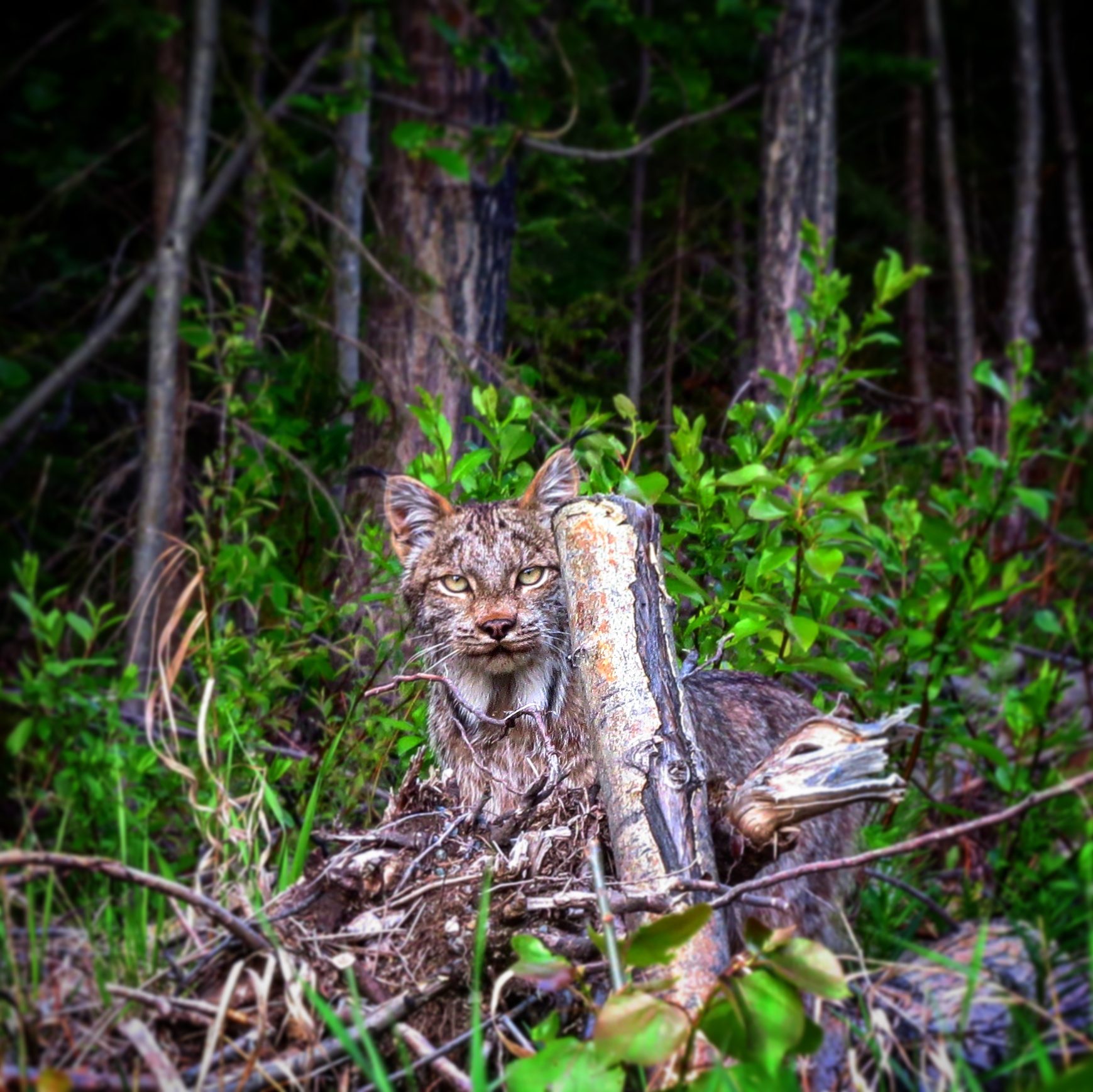 Bobcat in Canada
