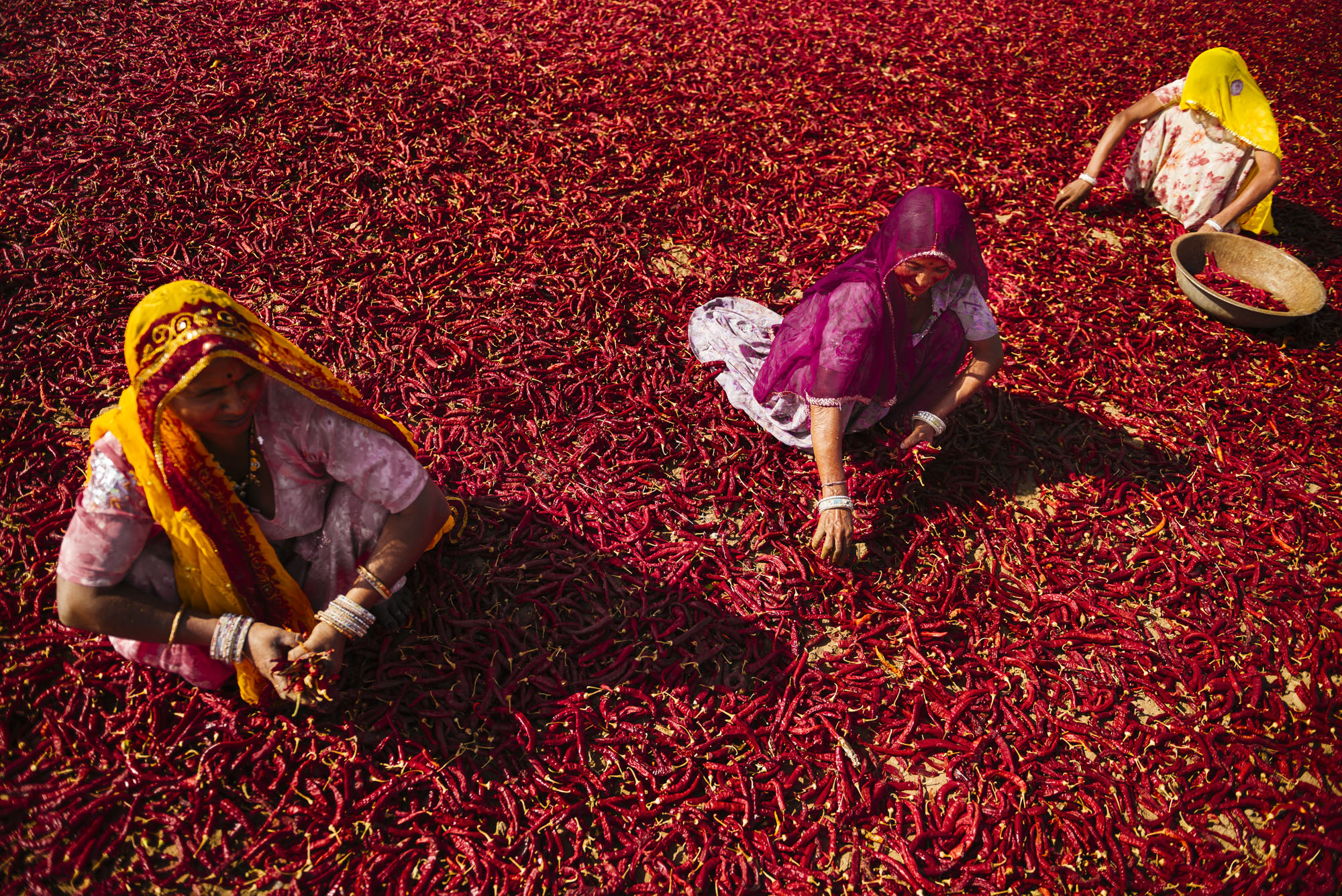Three Little Birds in India