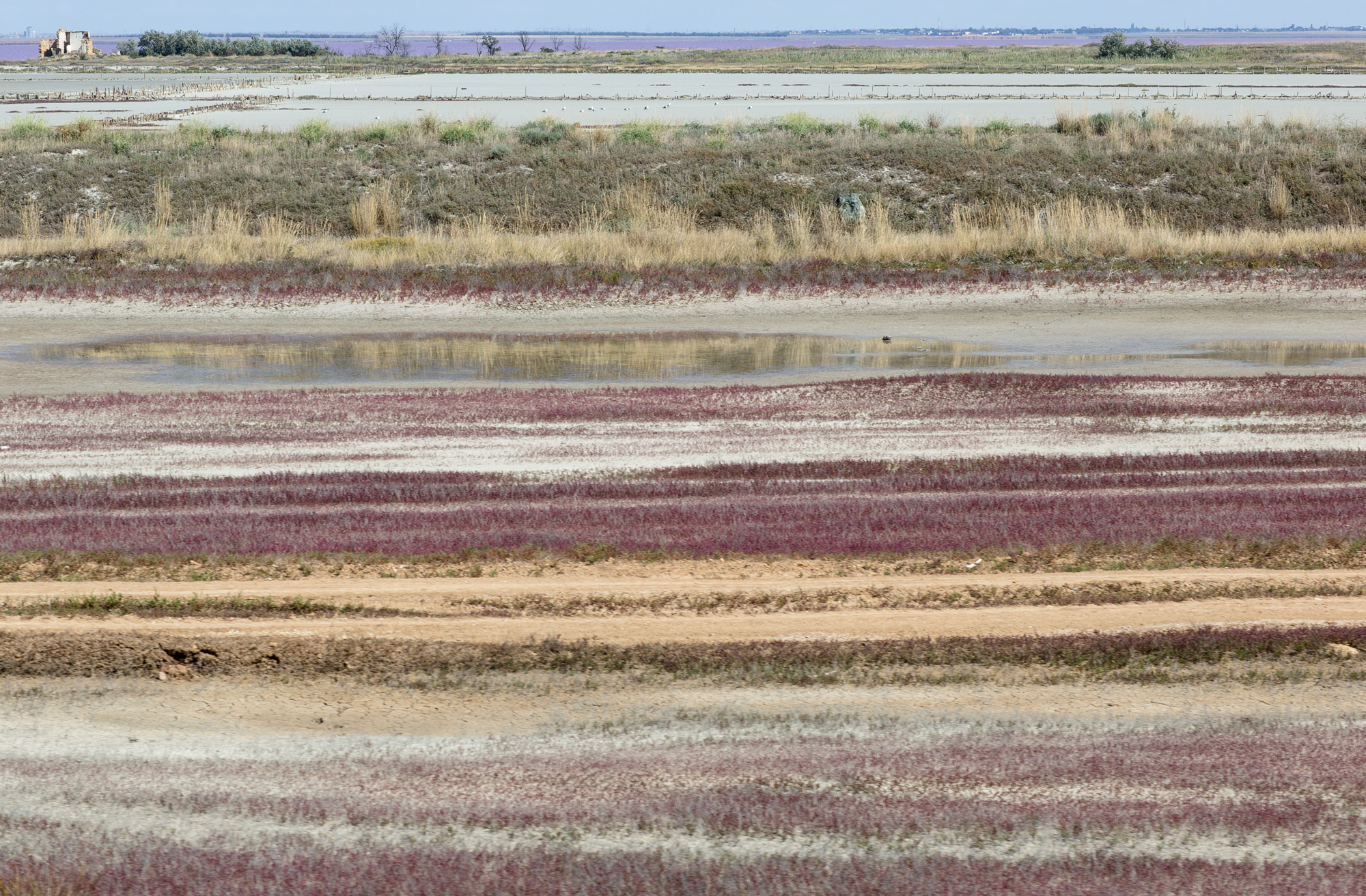 Striped Crimea