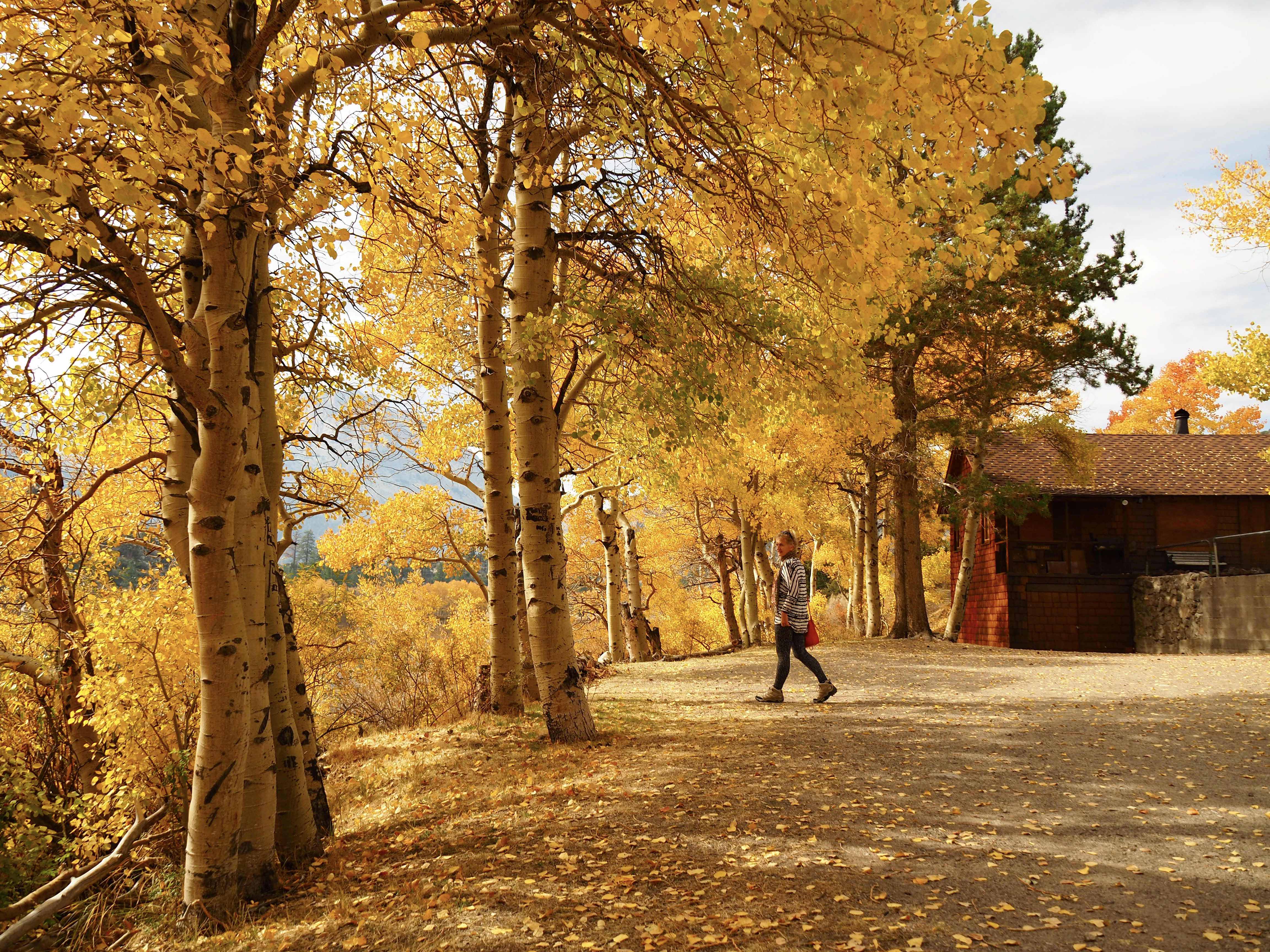 Falling through the Aspens